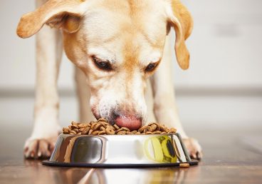 Pet Food Ambalajı - İntermat Ambalaj