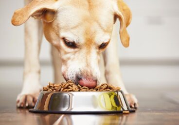 Pet Food Ambalajı - İntermat Ambalaj