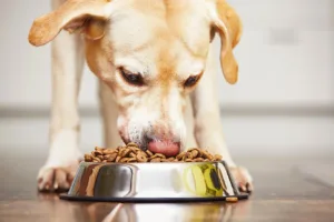 Pet Food Packaging - Intermat Packaging